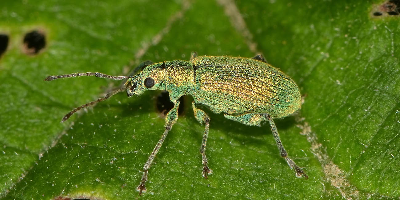 Curculionidae: Phyllobius arborator?  No, Phyllobius (Pterygorrhynchus) romanus